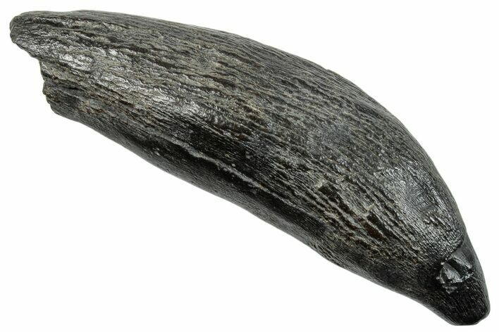 Fossil Sperm Whale (Scaldicetus) Tooth - South Carolina #259862